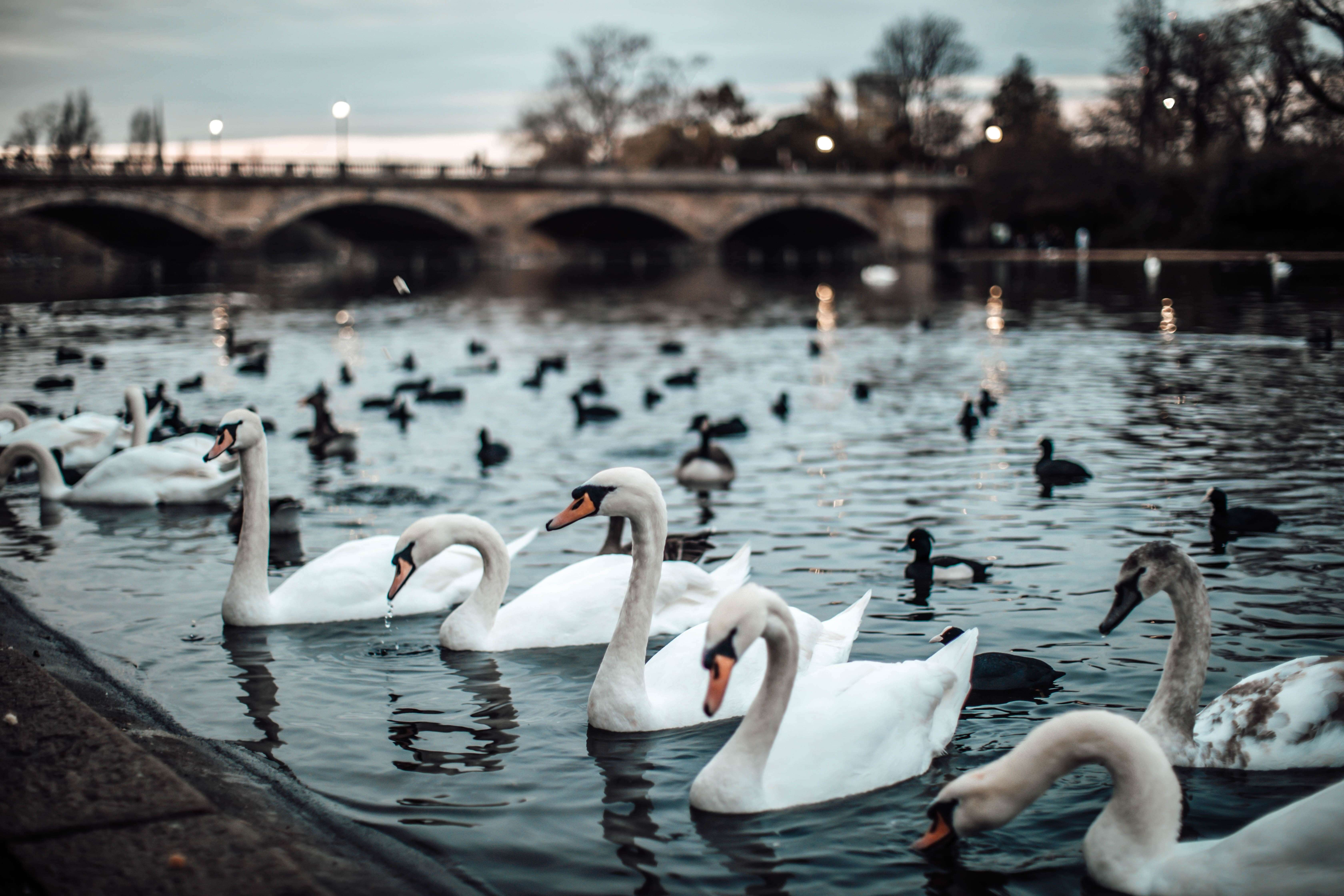 Swan in the pond of Hyde park in winter, London, UK